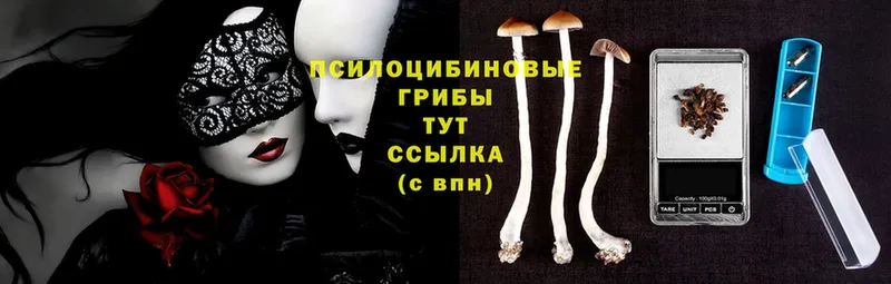 Галлюциногенные грибы Psilocybe  площадка формула  Костомукша 